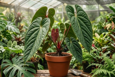 Anthurium Sirih Radicans Sedang Banyak Digemari, Ini Keunikan dan Cara Merawatnya agar Tumbuh Cantik