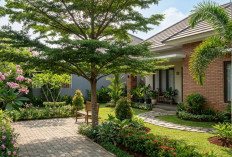 4 Tips Memilih Pohon Peneduh agar Taman Sejuk Tanpa Merusak Rumah