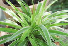Intip! Sembilan Manfaat Spider Plant, Tanaman Hias Pembersih Udara Yang Aman Buat Hewan 