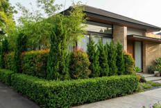 5 Jenis Tanaman Pagar Rumah Minimalis yang Mudah Dirawat dan Tetap Privat