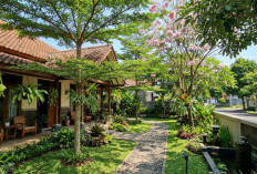 Teras Rumah Lebih Adem dan Estetik Dengan 10 Pohon Peneduh Terbaik yang Wajib Anda Pertimbangkan