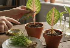 Cara Menanam Tanaman Hias Aglaonema dari Daun untuk Pemula, Trik Hemat Biaya Tanam Yang Jarang dibahas