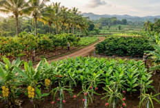 Lahan 1 Hektar Bisa Jadi Mesin Cuan, Ini Strategi dan Pilihan Tanaman yang Layak Dicoba