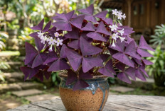 Daun Ungu Mirip Kupu-Kupu! Ini Cara Merawat Tanaman Oxalis Triangularis Agar Tetap Cantik dan Subur