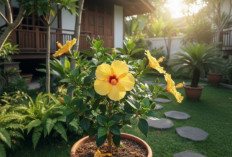 Agar Tanaman Bunga Sepatu di Rumah Rajin Mekar dan Nggak Cuma Rimbun Daun, Ini Caranya!