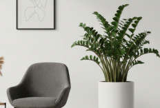 Tanaman Dolar Makin Diminati, Ini Panduan Lengkap Perawatan dan Cara Memperbanyaknya di Rumah