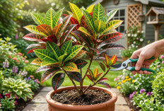 Tanaman Hias Puring Kura Kok Belum Rimbun? Tenang, Ini Cara Simpel Biar Daunnya Makin Cetar dan Sehat!