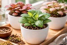 Cara Praktis agar Tanaman Hias Fittonia Mempunyai Daun Yang Tetap Cerah dan Tidak Mudah Layu