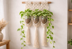 Dekorasi Dinding Dengan Tanaman Hias Sirih Gading Variegata, Simpel, Estetik, dan Bikin Ruangan Lebih Anggun