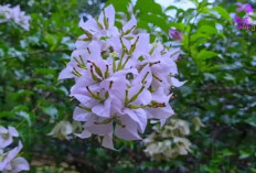 15 Tanaman Hias Outdoor Tahan Cuaca Ekstrem, Pilihan Aman untuk Pekarangan Tropis yang Tetap Estetis