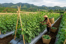 Panduan Praktis Budidaya Mentimun Organik, Cara Sederhana untuk Panen Melimpah dan Berkualitas