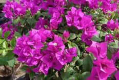 Paling Hits! Bougenville, Tanaman Hias Tahan Panas Yang Rajin Berbunga,Begini Cara Merawatnya Saat Musim Hujan