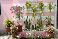 Tanaman Hias yang Tetap Hijau dan Berbunga Meski Terpapar Sinar Matahari