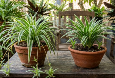 Sering Tertukar! Ini Perbedaan Tabaman Hias Spider Plant dan daun Bulu Ayam 