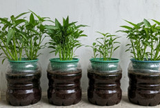 Tanam Kangkung Hidroponik di Rumah, Modal Sederhana, Panen Bisa Cepat