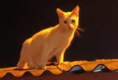 Tanda Sial atau Sekadar Mitos? Ini Arti Kucing Mati di Dalam Rumah