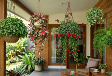 5 Pilihan Tanaman Gantung Mudah Dirawat untuk Mempercantik Rumah 