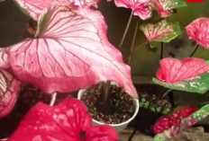 Keladi Infinity Makin Diburu Kolektor, Ini Cara Rawat Simpel Biar Daunnya Makin Cantik