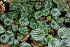 Begini Cara Simpel Bikin Peperomia Watermelon Tumbuh Subur dan Makin Cantik di Rumah