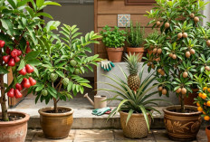 5 Tanaman Buah Dalam Pot yang Mudah Dirawat, Cocok untuk Rumah Sempit dan Tetap Berbuah Lebat