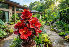 Tanaman Hias Puring Apel Super Red Giant: Rahasia Agar Daun Merahnya Makin Menyala dan Taman Auto Mewah