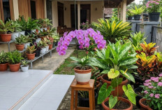 Halaman Sempit Bisa Jadi Taman Cantik, Begini Cara Warga Desa Menata Tanaman Hias Agar Tetap Rapi dan Asri