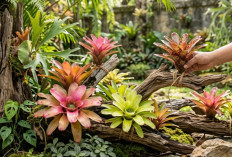Cara Membuat Bromelia Nempel di Kayu Agar Estetik! Ternyata Mudah dan Anti Ribet