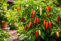 Tanam Cabai Bisa Berbuah Lebat Lebih dari 6 Bulan Terus-Menerus, Ini Rahasianya!