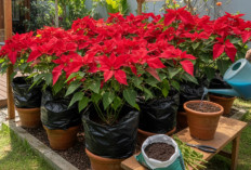 Tanaman Hias Kastuba Sempat Menghijau? Ini Cara Simpel yang Bisa Bikin Daunnya Merah Menyala Lagi 