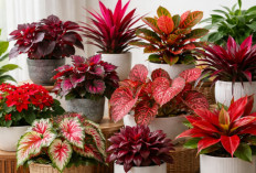 11 Tanaman Hias Daun Merah Paling Diburu Kolektor, Pilihan Cantik Bikin Rumah Makin Elegan