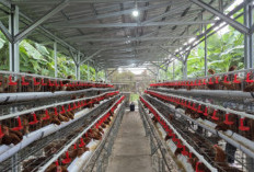 Kementan Perketat Distribusi DOC Ayam Petelur, 98 Persen Wajib untuk Peternak