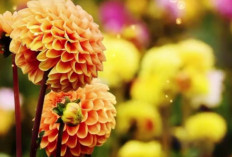 Nggak Cuma Cantik! Tanaman Hias Dahlia Ternyata Menyimpan Rahasia Sejarah, Filosofi, dan Jenis yang Jarang Dik