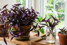 Bikin Rumah Lebih Hidup dengan Tanaman Hias Adam Hawa, Begini Cara Merawat dan Memperbanyaknya!