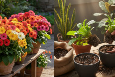 Rahasia Membuat Tanaman Hias Gerbera Menjadi Rimbun, Bunganya Tak Berhenti Mekar