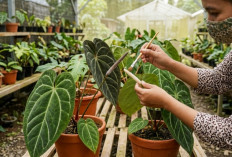 Panduan Lengkap Menyilangkan Anthurium Kuping Gajah agar Muncul Varietas Baru yang Unik dan Bernilai Tinggi
