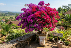 14 Cara Membuat Tanaman Bougenville Cepat Berbunga Lebat dengan Teknik Sederhana dan Efektif