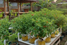 Panen Cabai Rawit dari Kotak Es Krim: Cara Simpel Hidroponik Rumahan yang Hasilnya Lebat