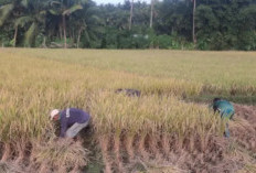 Kemarau Tekan Hasil Panen Padi di Pangandaran, Gabah Petani Banyak yang Gabug