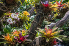 Tanaman Hias Bromelia Tumbuh Subur di Kayu Mati, Cara Praktis Bikin Taman Makin Estetik dan Bernilai Seni