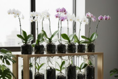 Cara Menanam Anggrek Hidroponik di Rumah, Panduan Praktis yang Disukai Pecinta Tanaman Hias