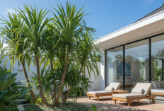 Estetis di Semua Dekor Taman, Tanaman Hias Pandan Bali Terbilang Mudah Dirawat 