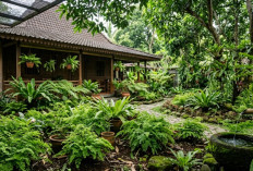 Sering Gagal Merawat Suplir? Ini Pendekatan Alami yang Bikin Tanaman Tetap Subur dan Indah