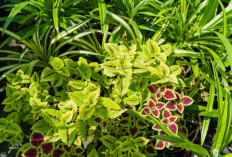 Minim Perawatan! 6 Tanaman Hias Tahan Panas Ini Cocok Untuk Hunian Terbuka 