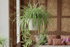 Lili Paris, Si Spider Plant Estetik yang Mudah Dirawat dan Cocok Menyegarkan Rumah 