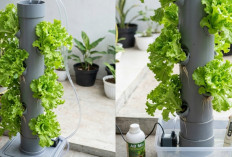 Cuma Butuh Setengah Meter! Begini Cara Praktis Bangun Tower Hidroponik Sederhana di Rumah