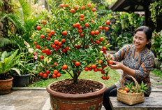Nggak Perlu Lahan Luas! Tanaman Buah Jeruk Santang Madu Cepat Berbuah di Dalam Pot, Begini Triknya!
