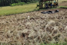 Hama Wereng Mengancam Tanaman Padi Pangandaran, Petani Mulai Waspada
