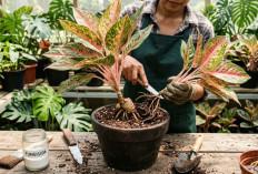 Cara Aman Memisahkan Anakan Aglaonema Lady Valentine dari Bonggol, Biar Tanaman Cepat Tumbuh Subur