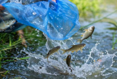 Sekolah Sungai Cimanuk Tebar 2 Ku­intal Ikan, Warga Diminta Jaga Sungai Cikokok Garut