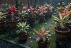 Tanaman Hias Aglonema Viral Lagi di Tahun 2026! Dari Tanaman Prestise Menjadi Favorit Pecinta Rumah Sehat